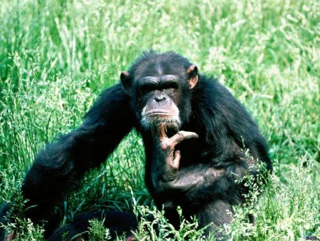 chimpanzee01.jpg
