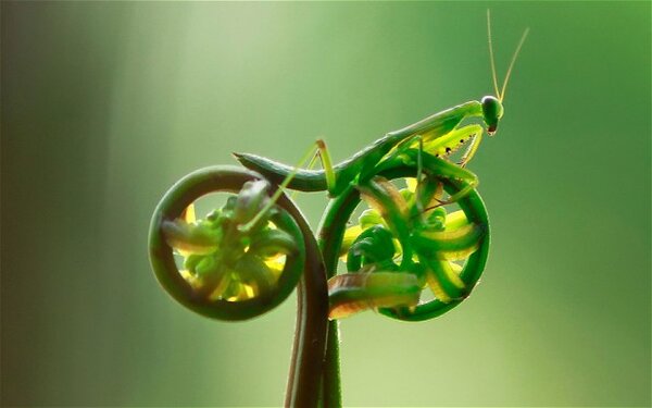 mantis-bike_2191258b.jpg