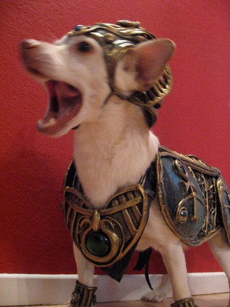 dog armor.jpg