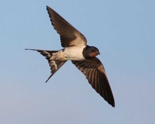 Swallow Migrating.jpg