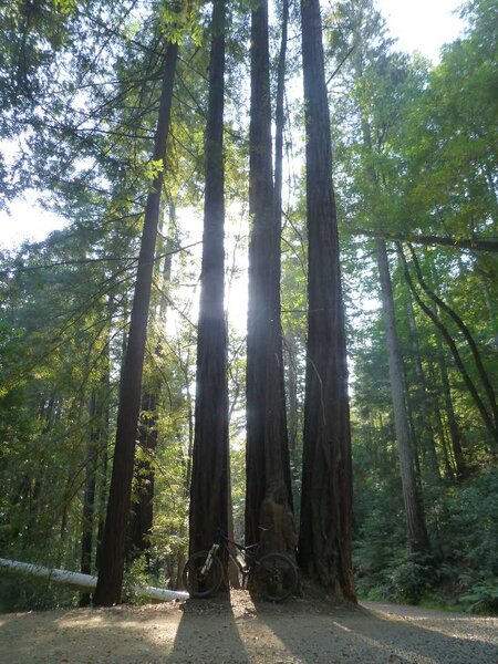 Deep in the Redwoods.jpg