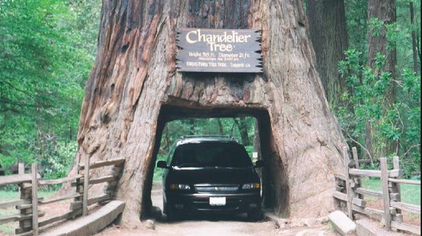Drive through Giant Sequoia.png