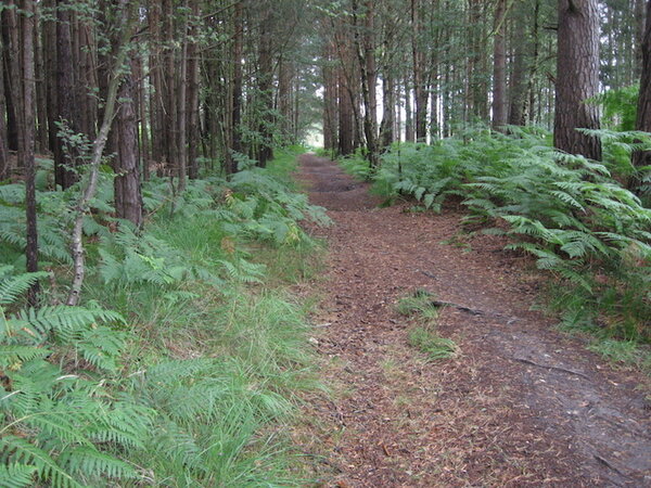 trail 3.JPG