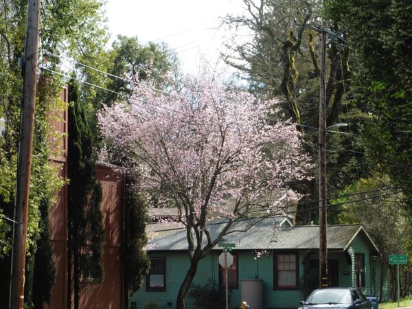 Plum tree blossoming.jpg