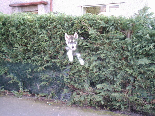 Half Hedge , Half Husky.JPG