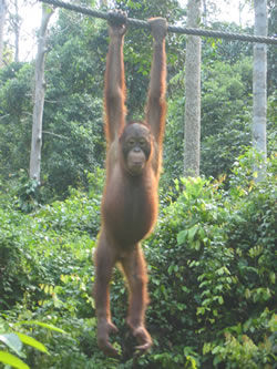 sepilok_orangutan.jpg