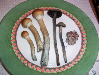 three-kinds-magic-mushrooms.jpg