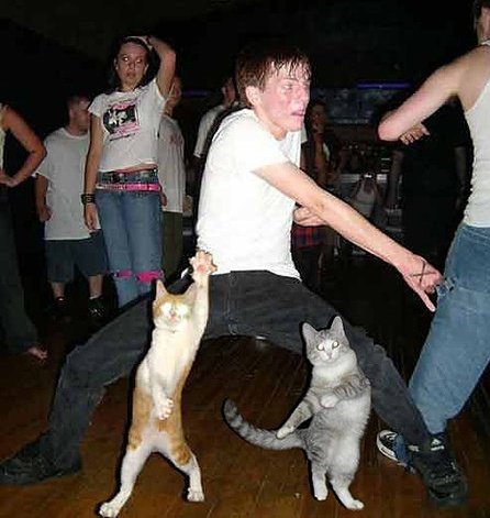 cats_partying.jpg