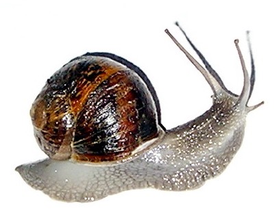 snail1.JPG