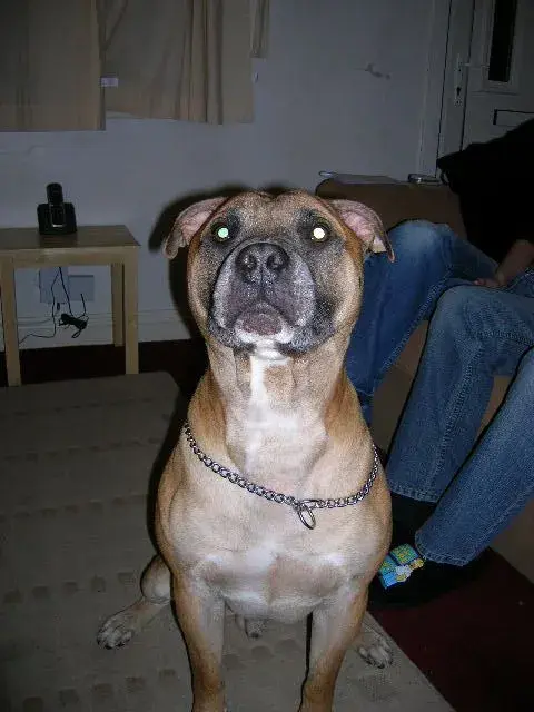 bailey 003.webp