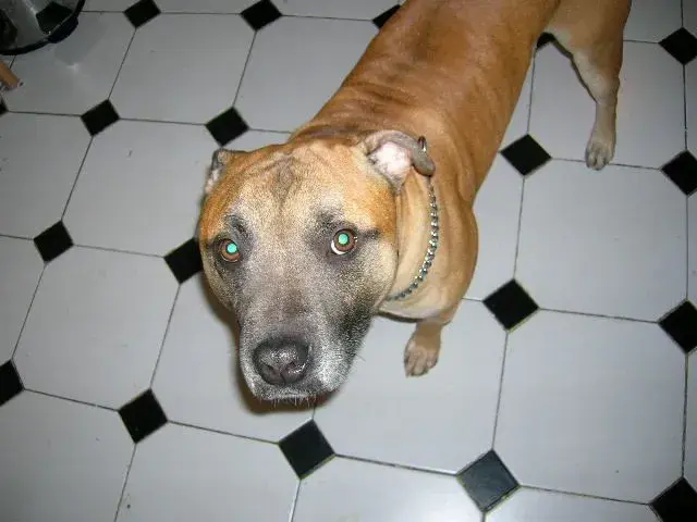 bailey 006.webp