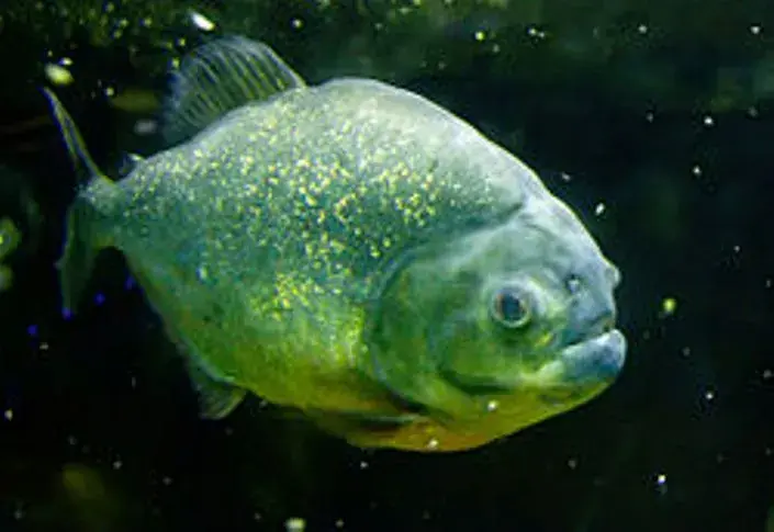 250px-Piranha_fish.webp