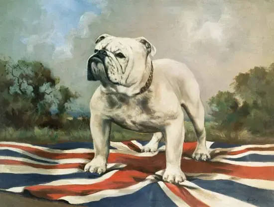 british_bull.webp