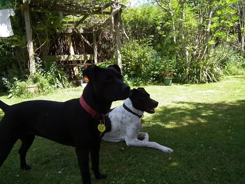 Sooty and Lulu.webp