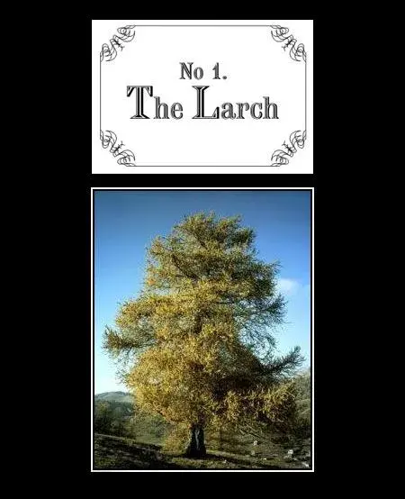 larch.webp