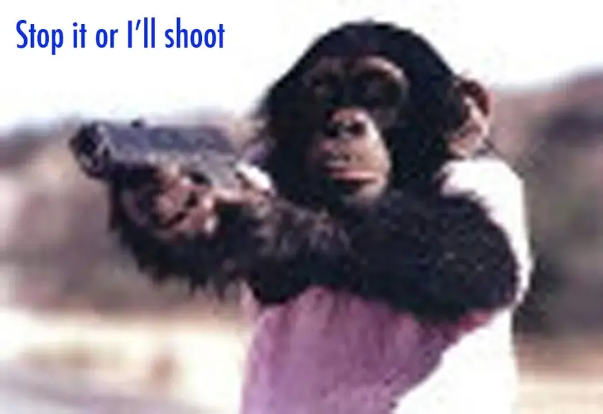 Chimp-Shop.webp