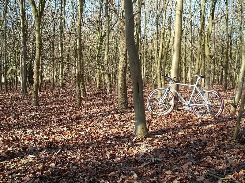 If you go down in the woods today.....webp