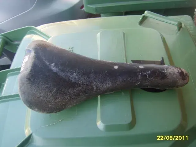 SV200599.webp