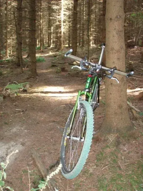 In the Woods.webp