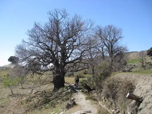 sierra nevada - 42.webp