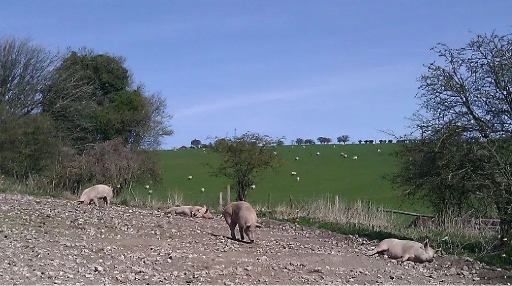 pigs.webp