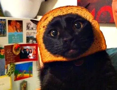 cat-breading[1].webp