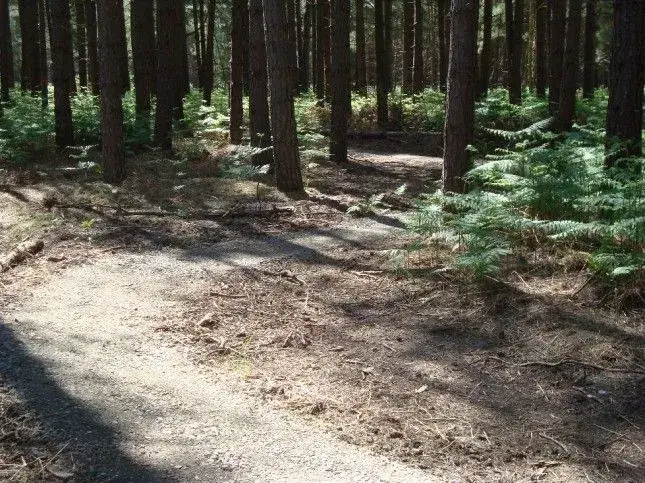 Thetford singletrack.webp
