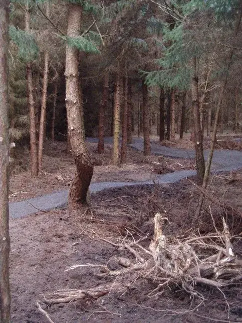 Thetford singletrack2.webp