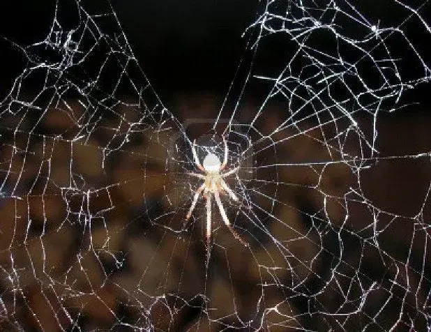 WHITE SPIDER.webp