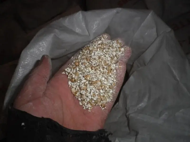 Torrified Wheat.webp