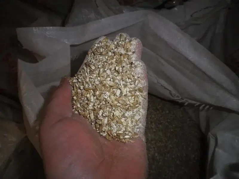 Pale Malt.webp