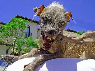Rongo's dog.webp