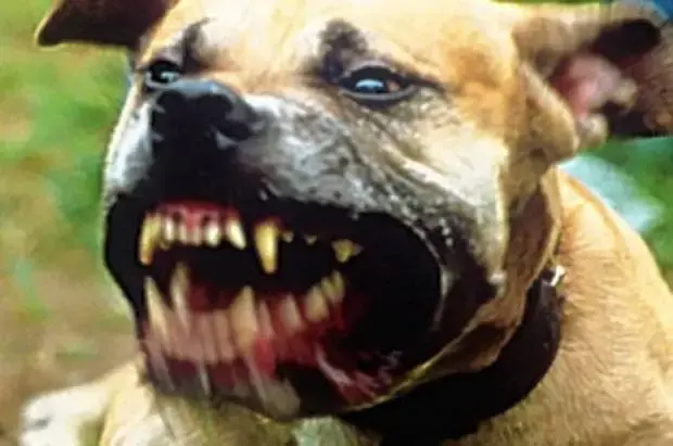 Dangerous+dog.webp