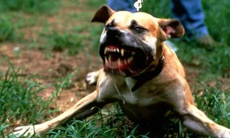 Chav Dog1.webp
