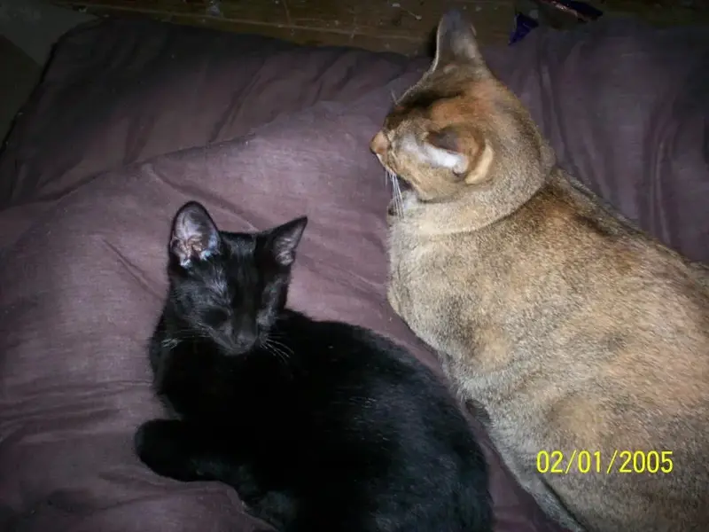 salem,mook.webp