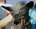 dog.webp