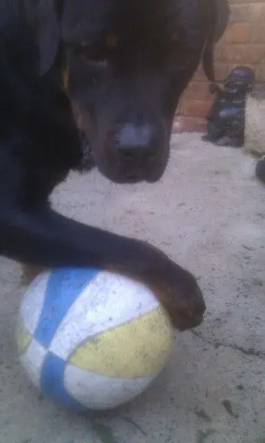 Diesel Alright guv.webp
