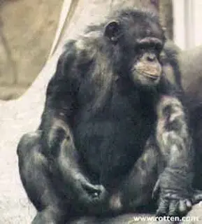 Bonobo.webp