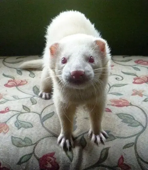 ferret small.webp
