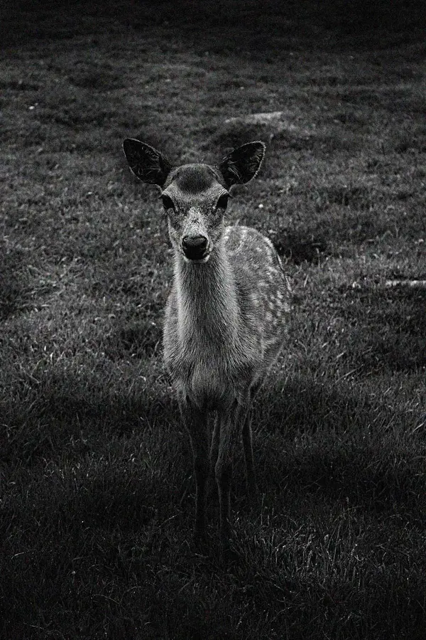 deerme.webp