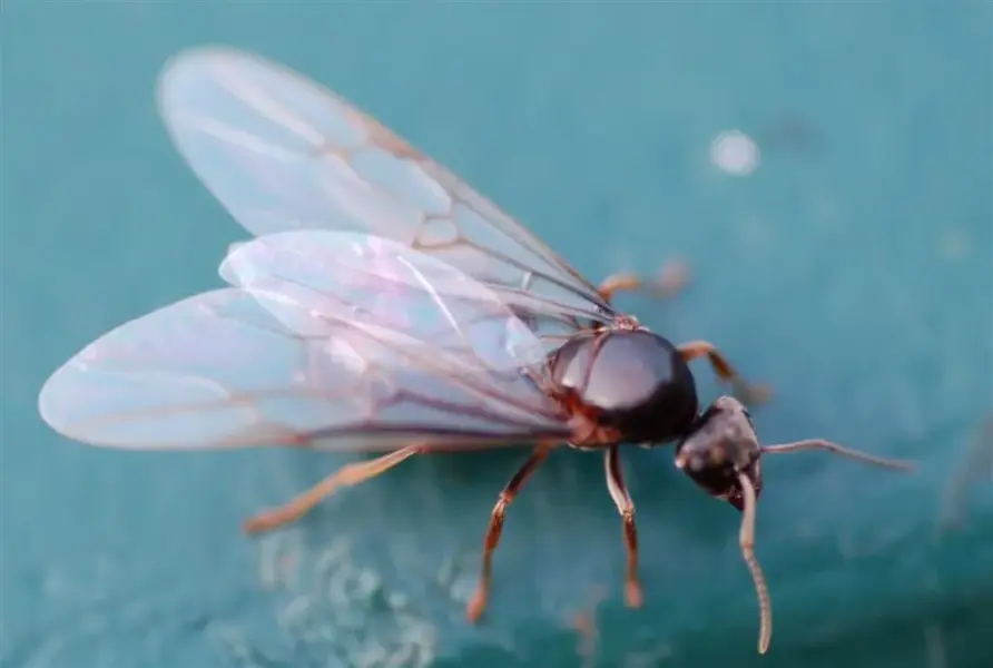 Macroday6 054 (Large).webp