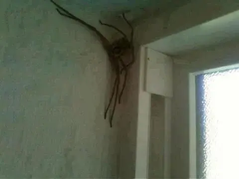 giant-manchester-spider-image.webp