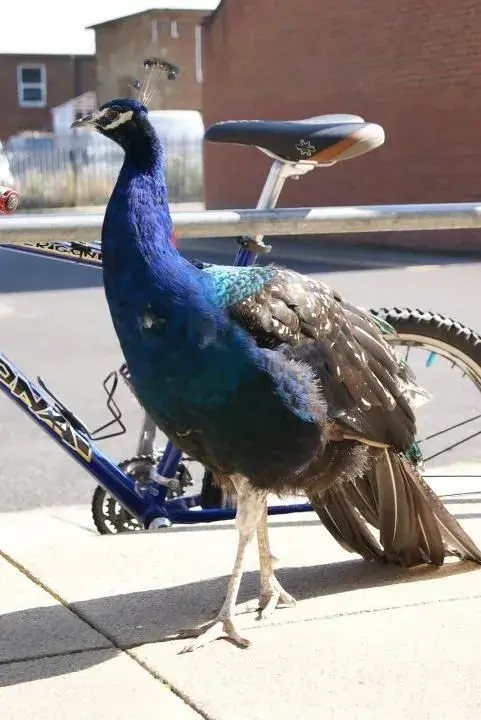 peacock.webp