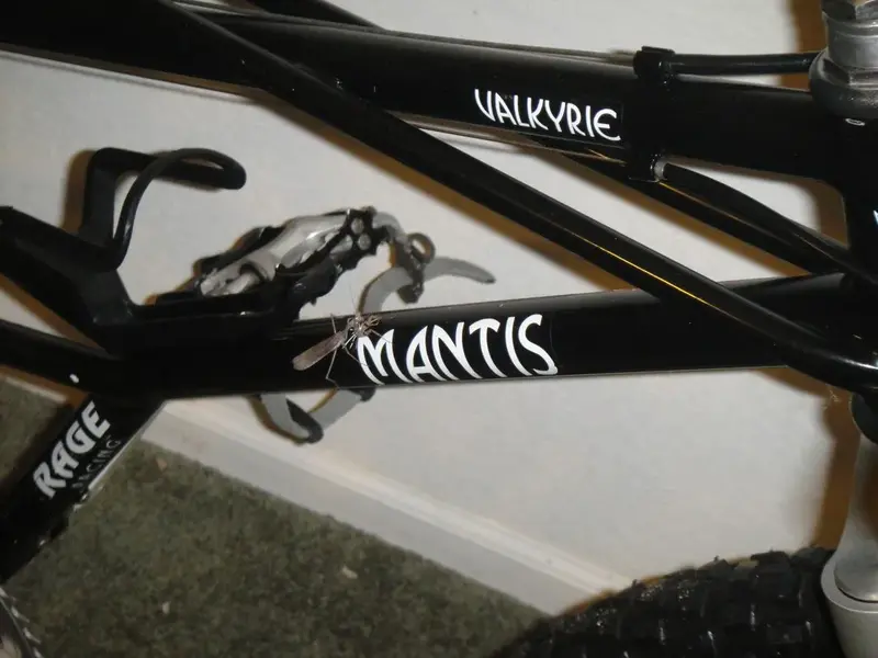 Mantis_2.webp