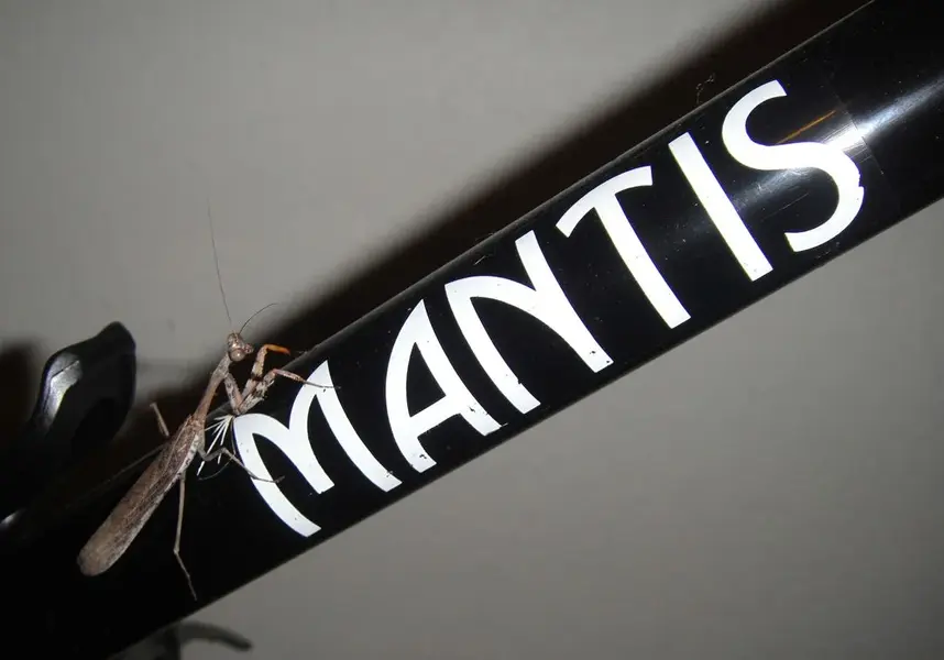 Mantis_3.webp
