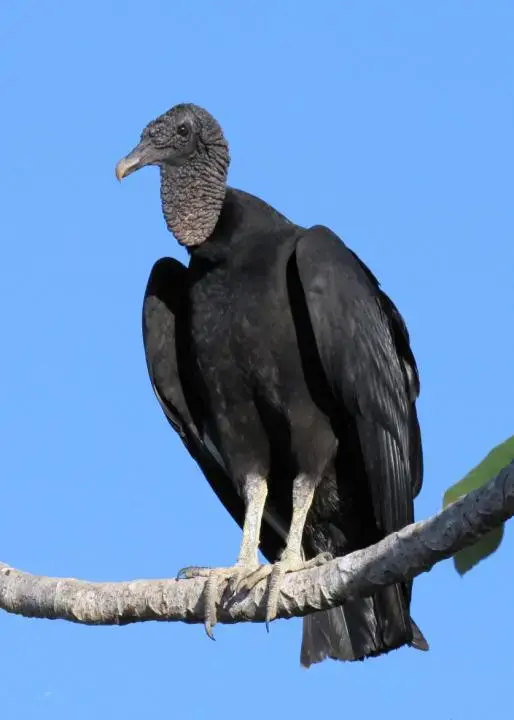 IMG_8939_American_Black_Vulture_ed_5_7_60.webp