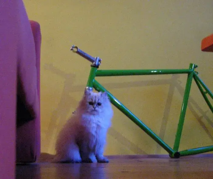 GREEN PUSSY.webp