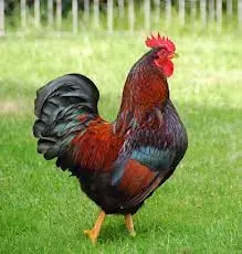 cock.webp