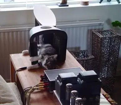 headphone cat.webp