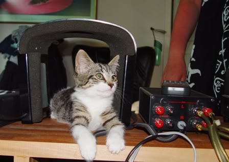 Headphone cat 1.jpg